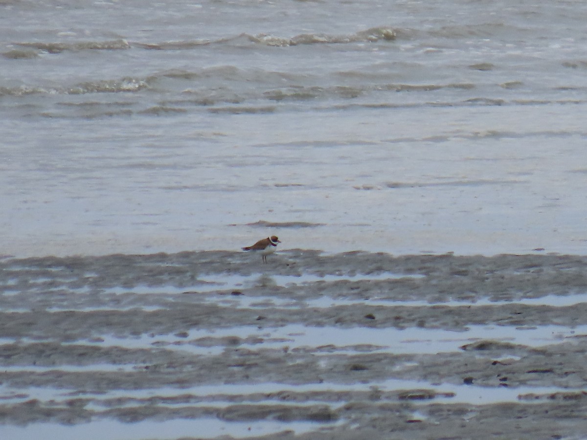 Semipalmated Plover - ML618461864