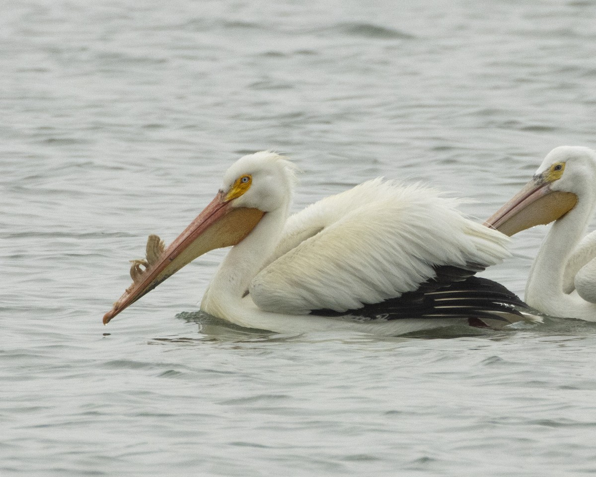 pelikán severoamerický - ML618461884