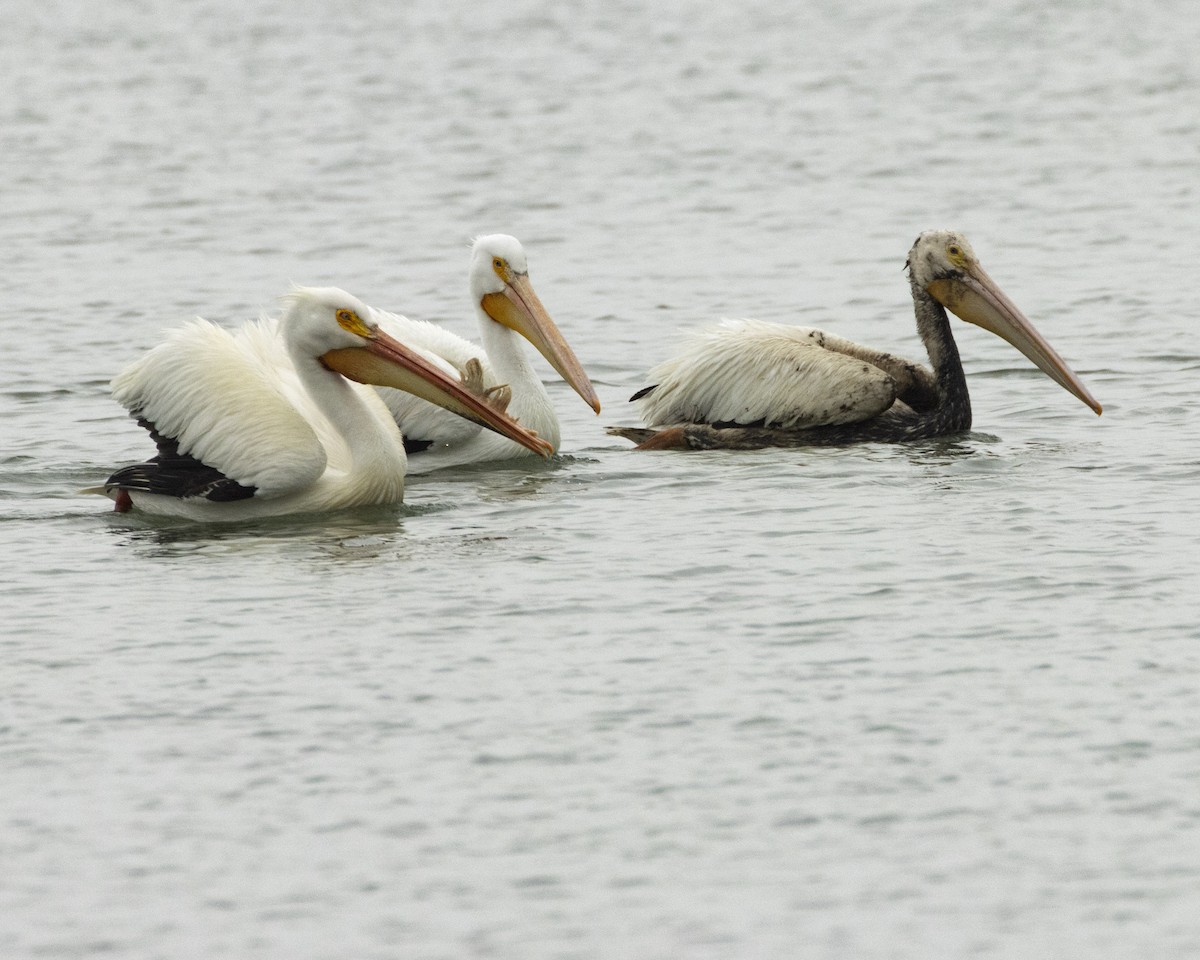 American White Pelican - ML618461885