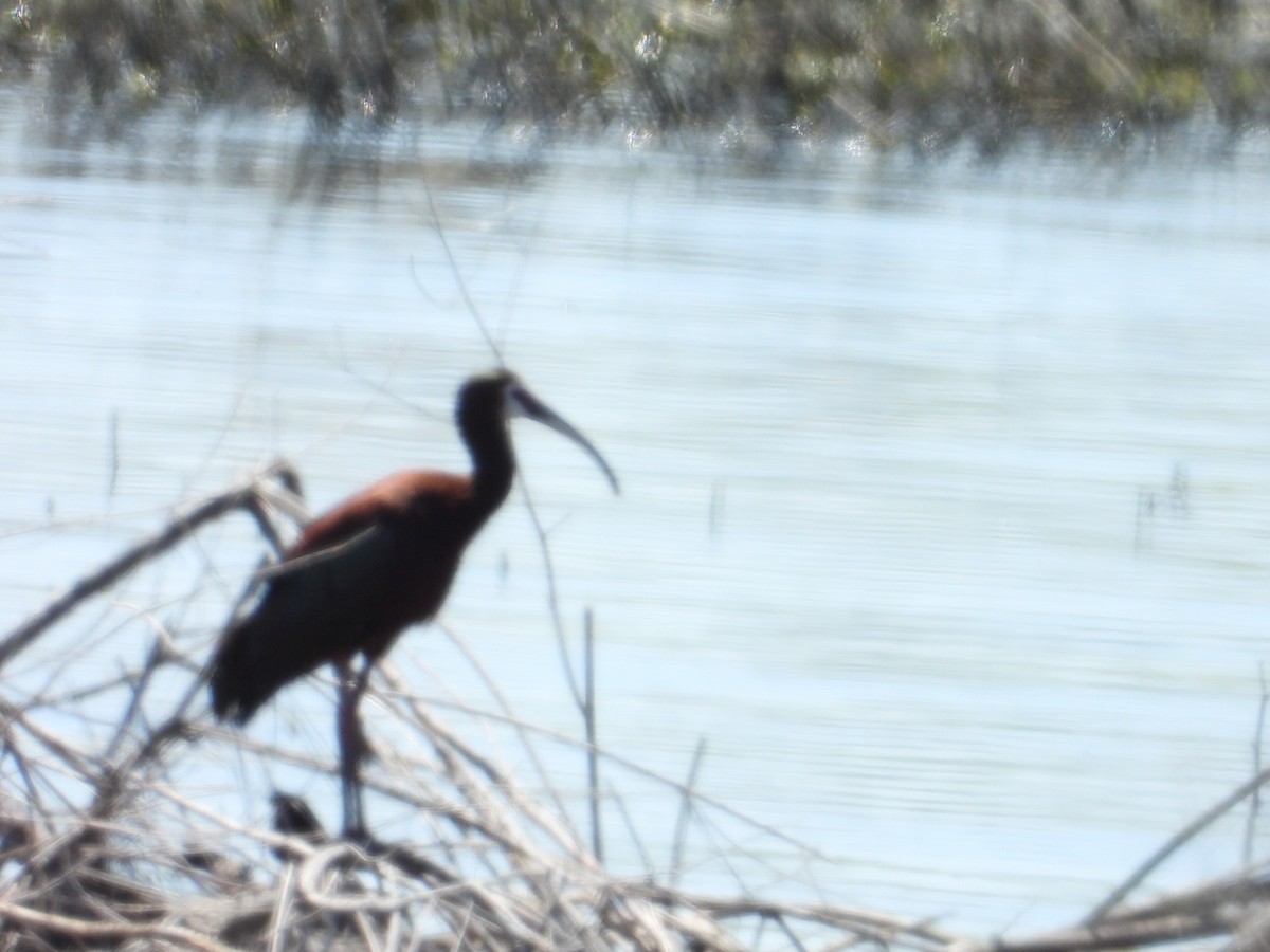 ibis americký - ML618461913