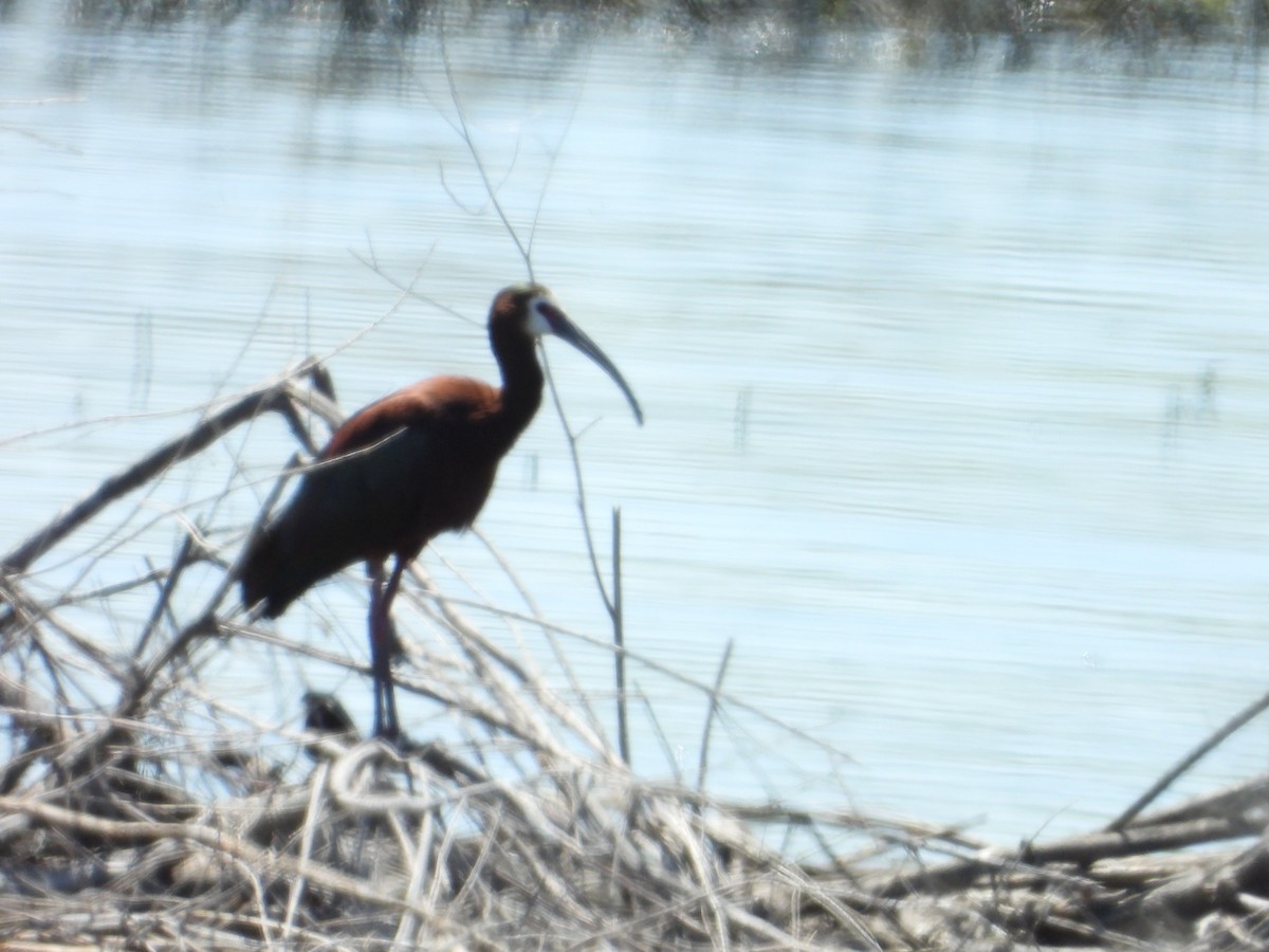 ibis americký - ML618461917