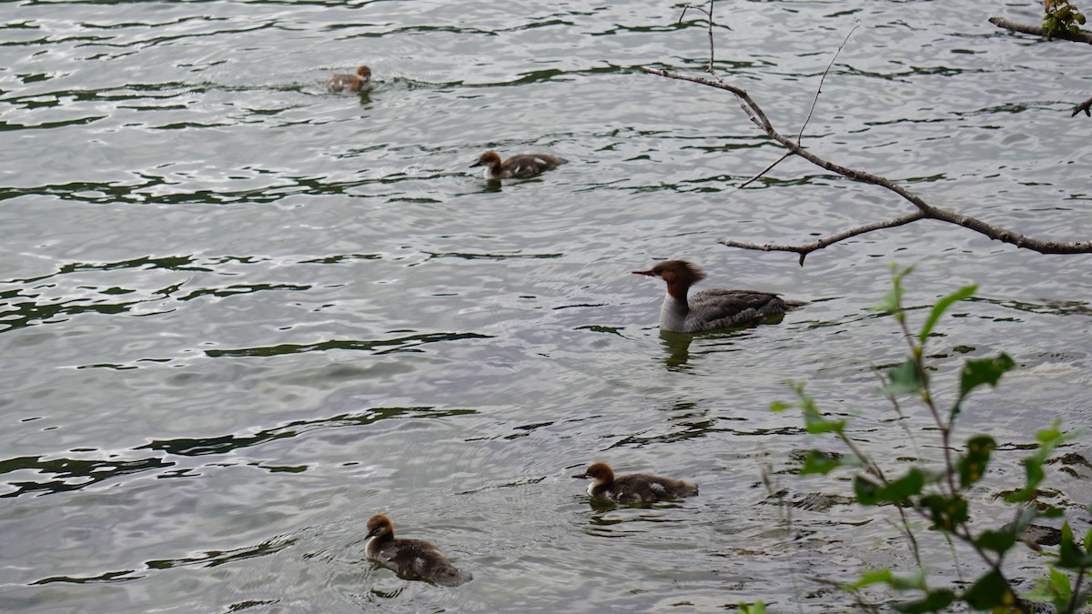 Common Merganser - ML618461925