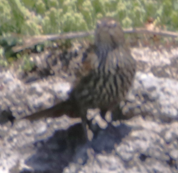 Red-winged Blackbird - Barry Spolter