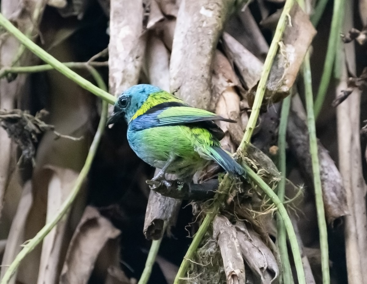 Green-headed Tanager - ML618461940