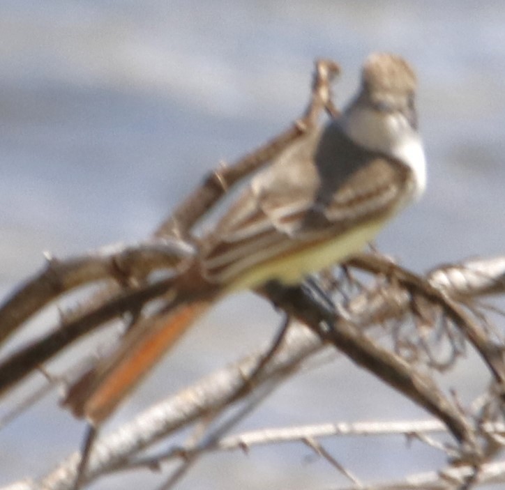 Ash-throated Flycatcher - Barry Spolter