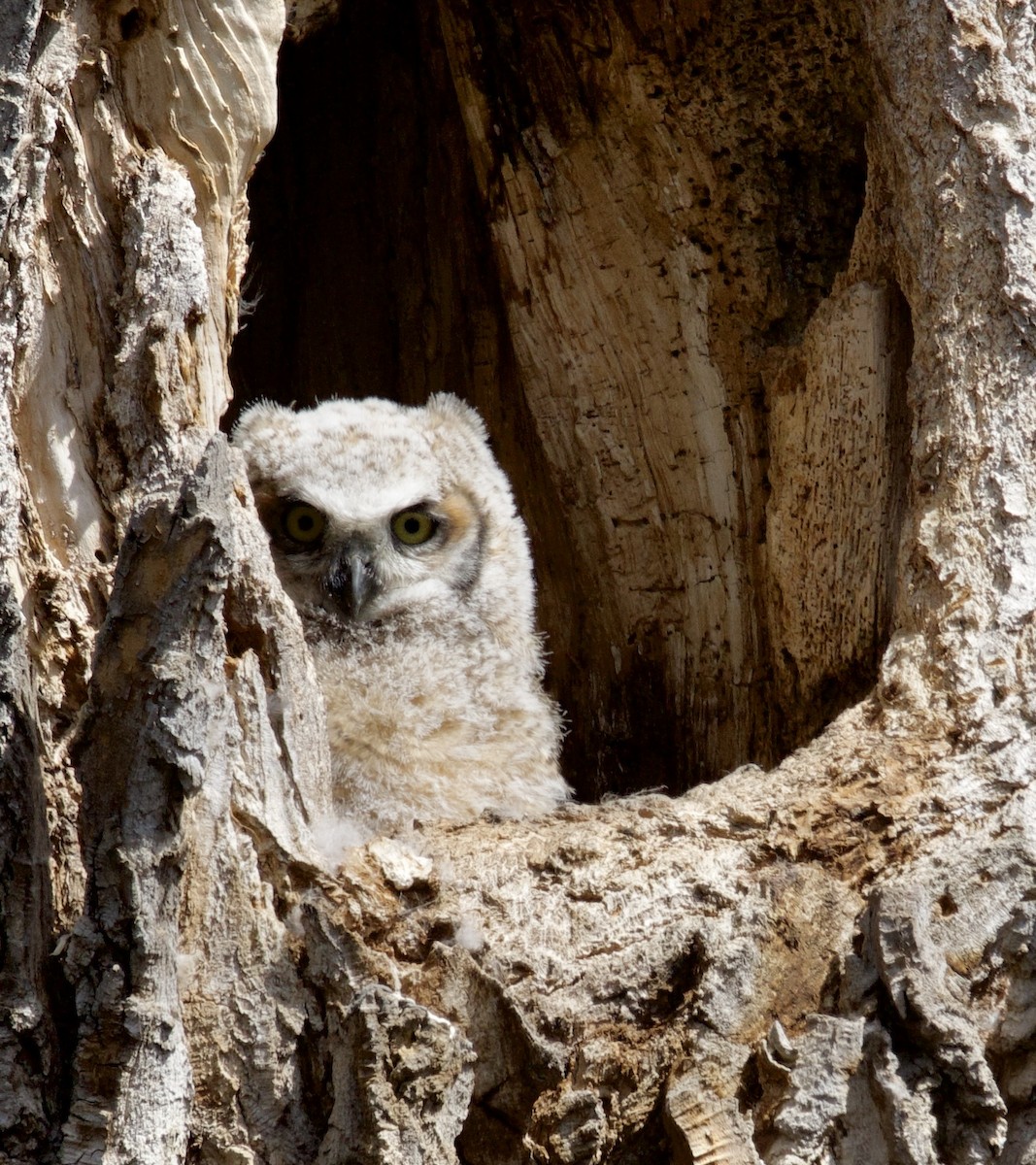 Great Horned Owl - ML618462037