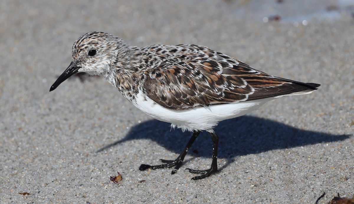 Sanderling - Gregory Hamlin