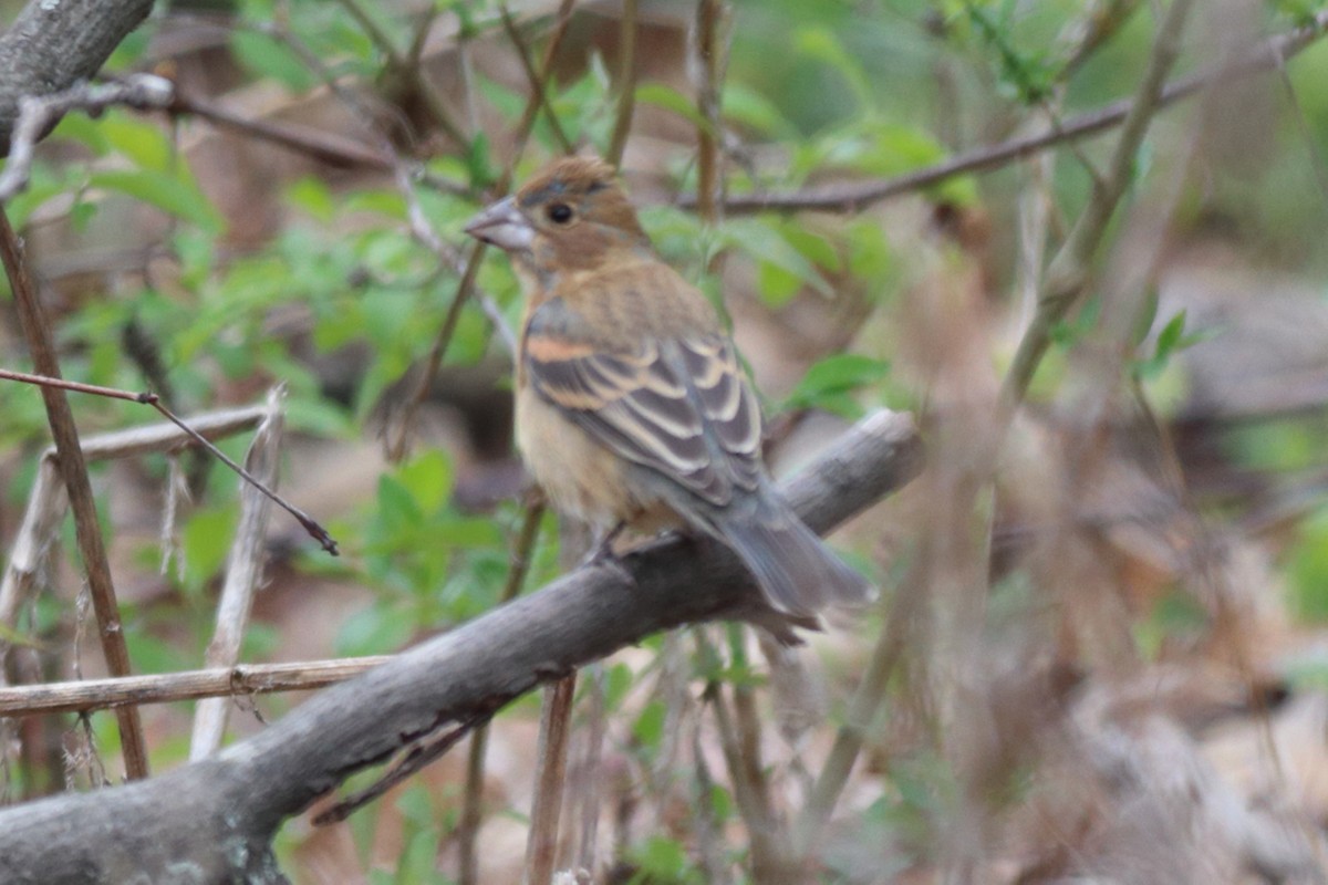 Blue Grosbeak - ML618462077