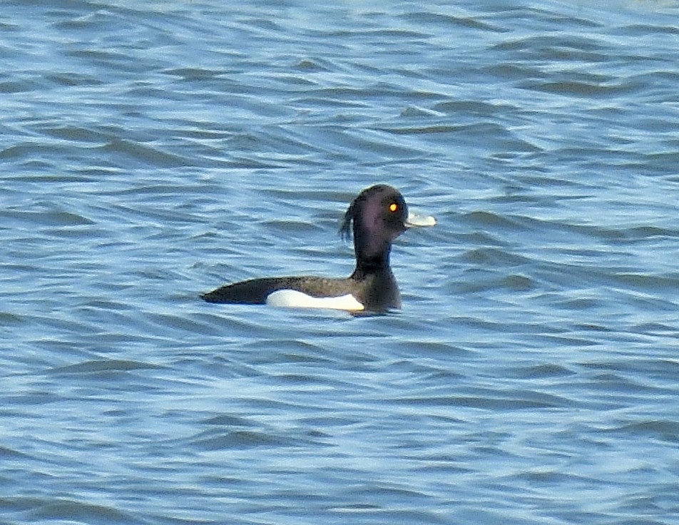 Tufted Duck - ML618462085