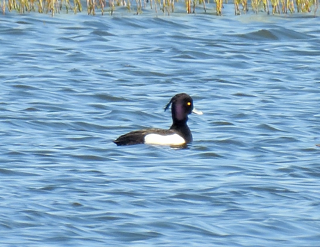 Tufted Duck - ML618462100
