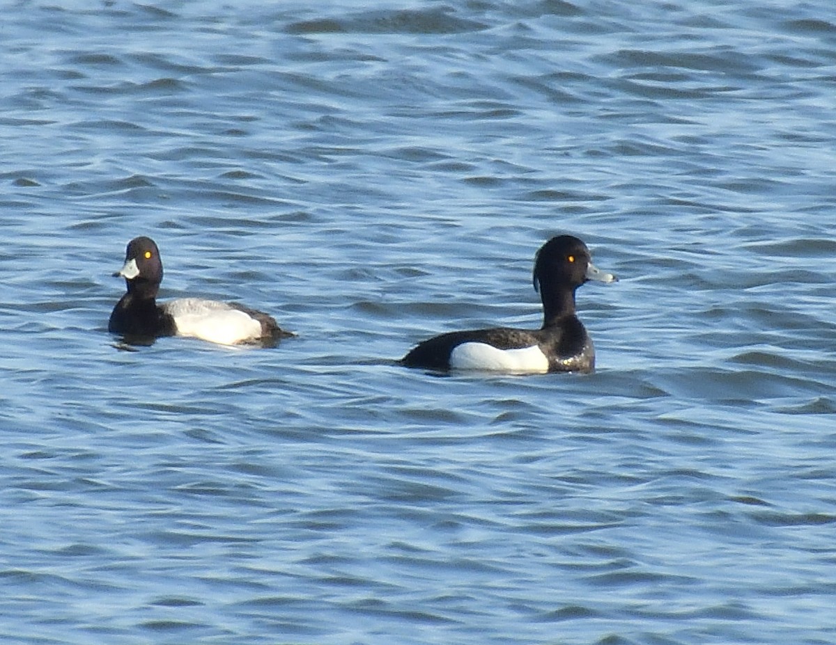 Tufted Duck - ML618462119