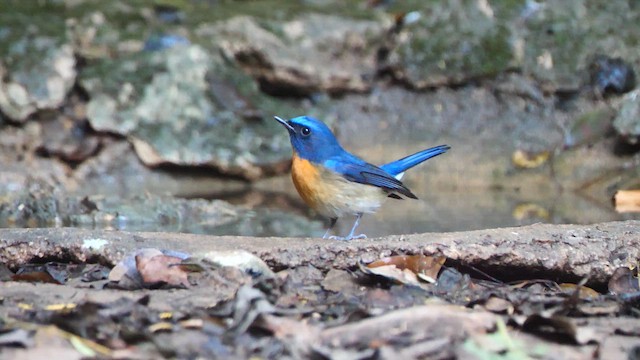 Chinese Blue Flycatcher - ML618462163