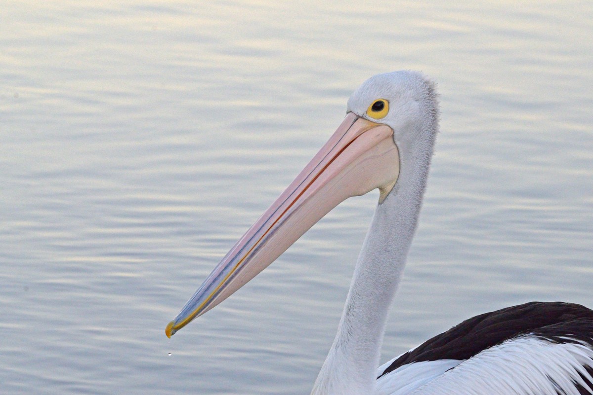 pelikán australský - ML618462200
