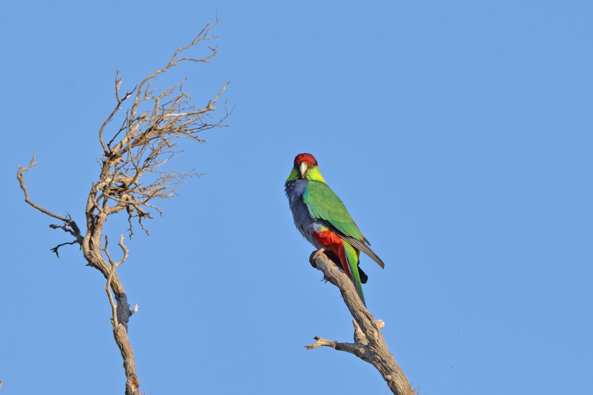 Red-capped Parrot - Philip Karstadt
