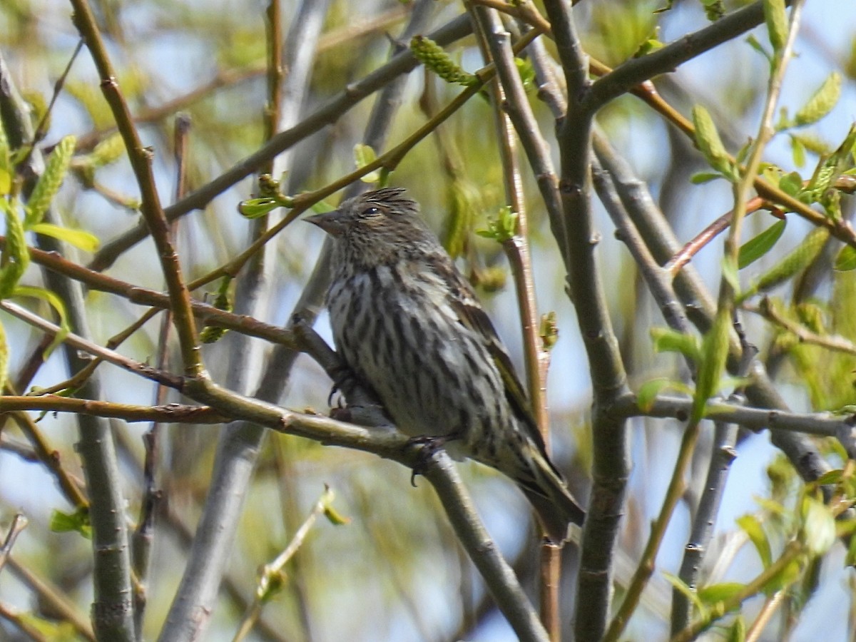 Pine Siskin - ML618462300