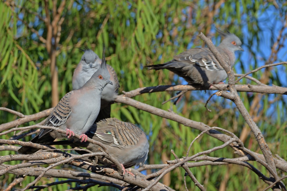 Crested Pigeon - ML618462307