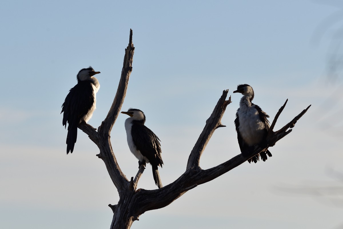 Little Pied Cormorant - ML618462320