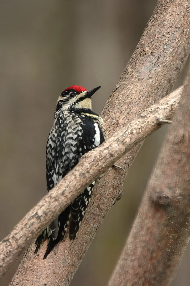 Yellow-bellied Sapsucker - ML618462323