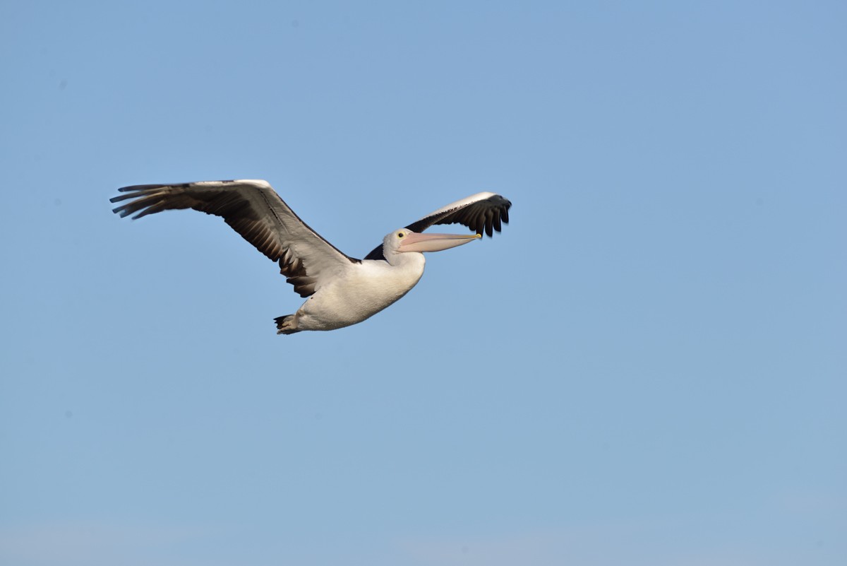 Australian Pelican - ML618462324