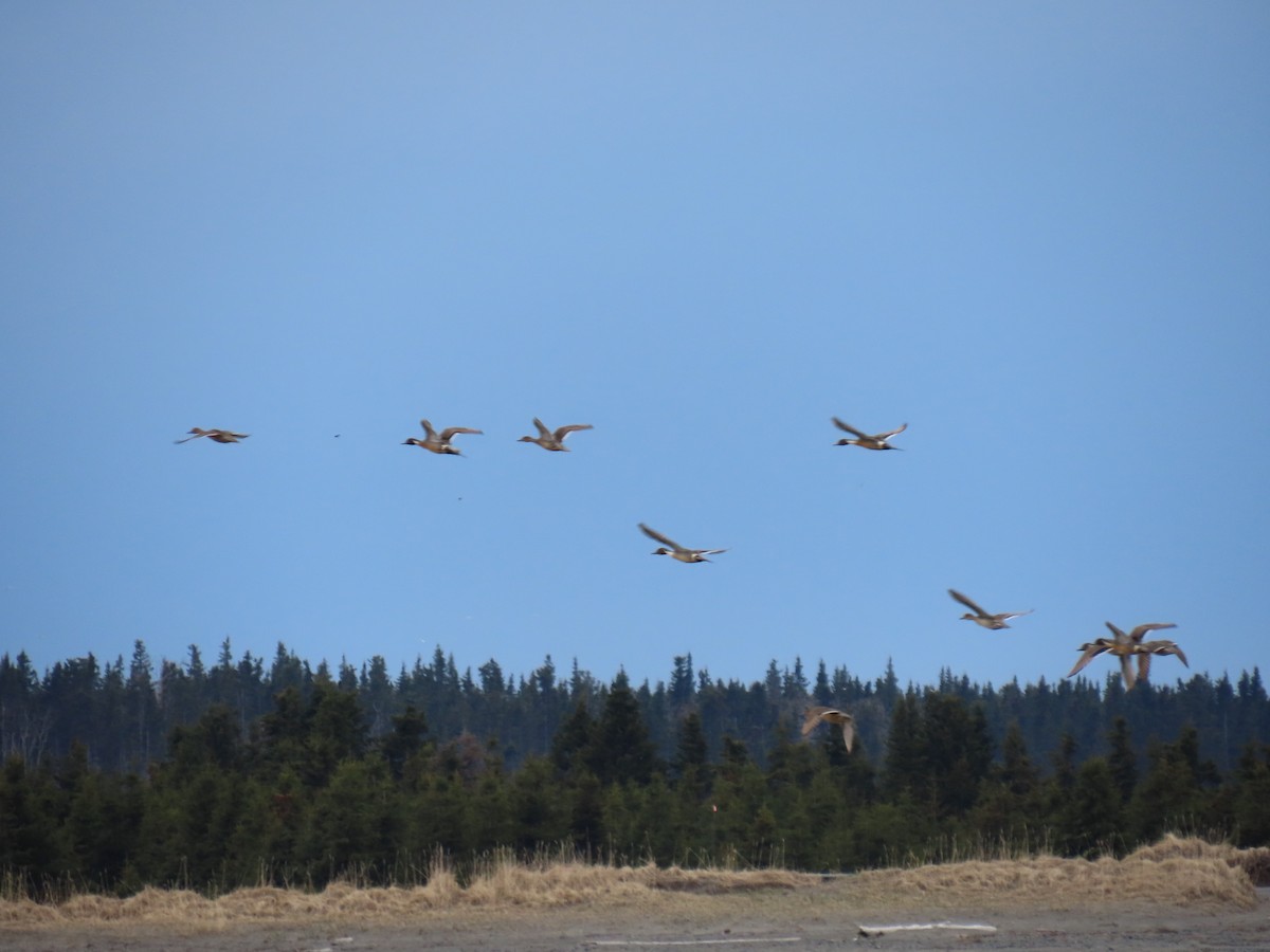 Northern Pintail - Laura Burke