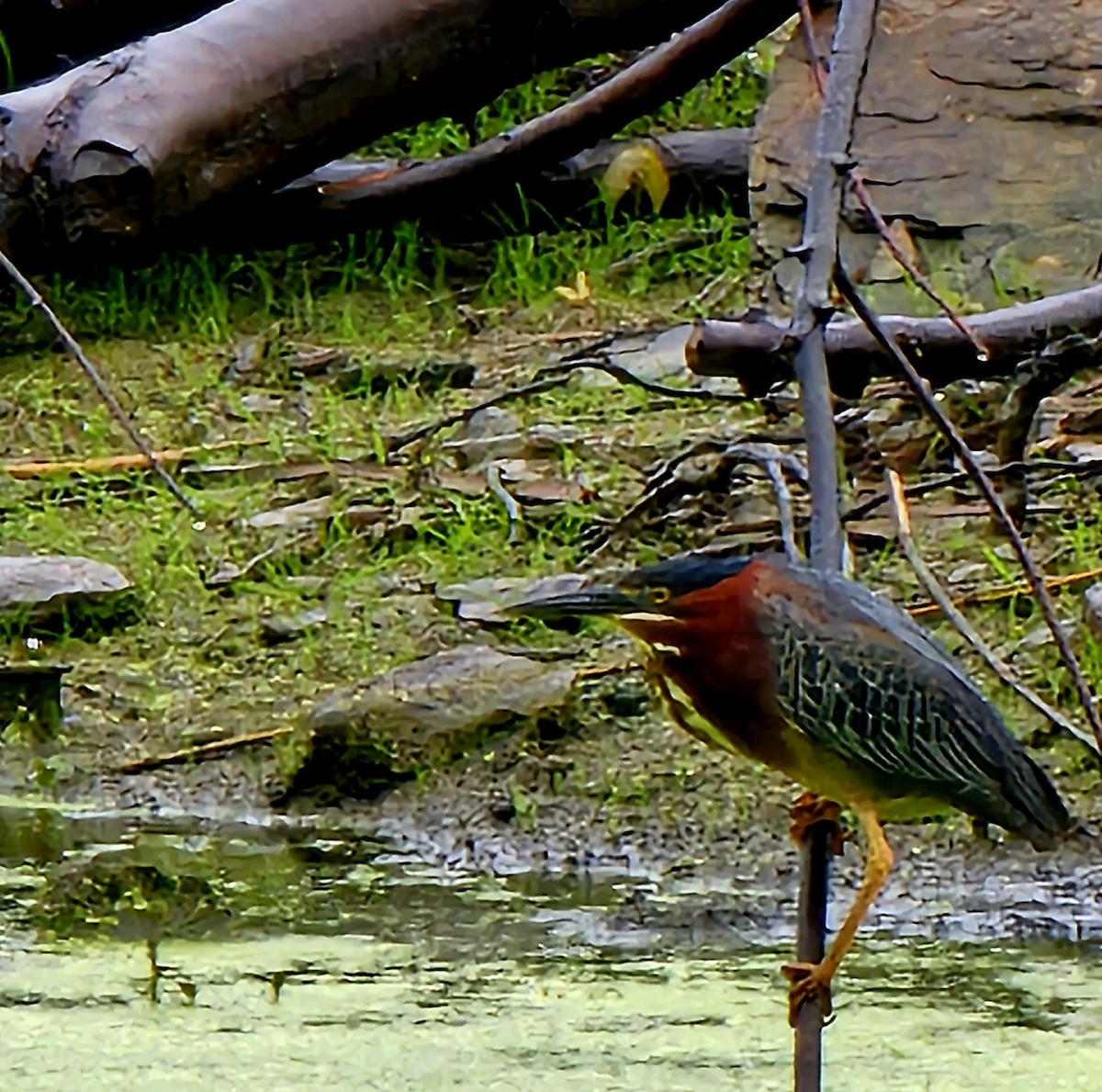 Green Heron - ML618462330