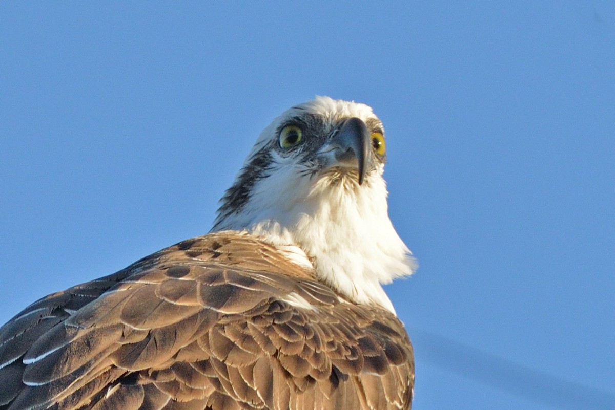 Osprey - ML618462335