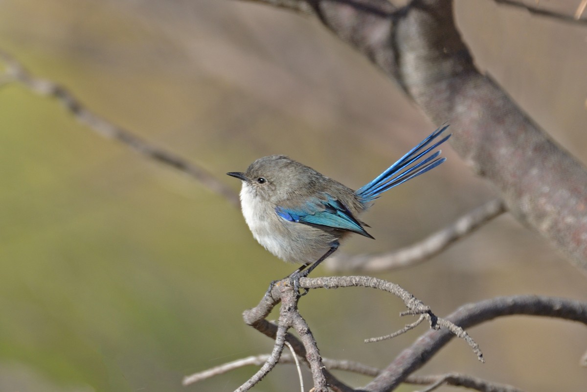 Splendid Fairywren - ML618462344