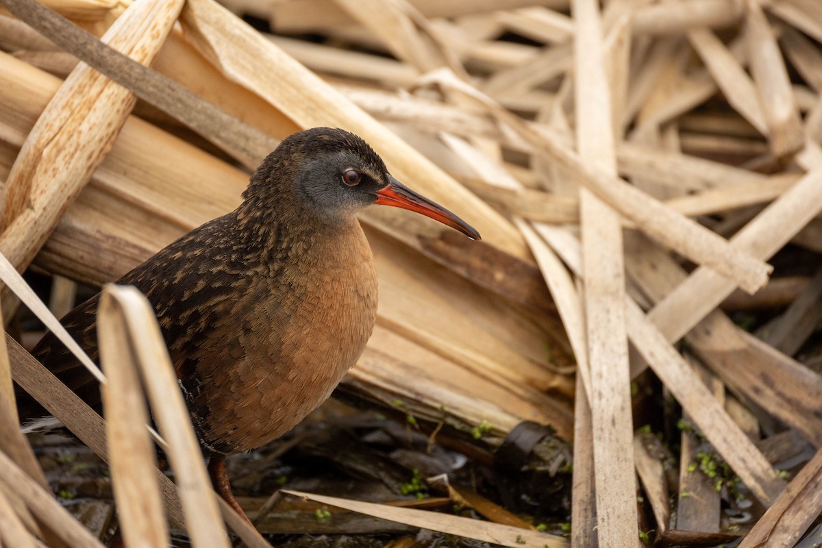 Virginia Rail - Nancy Clermont