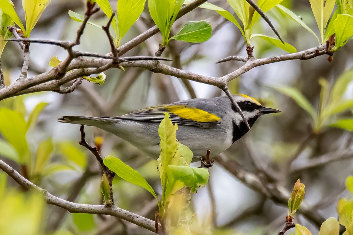 Golden-winged Warbler - Donald Dixon