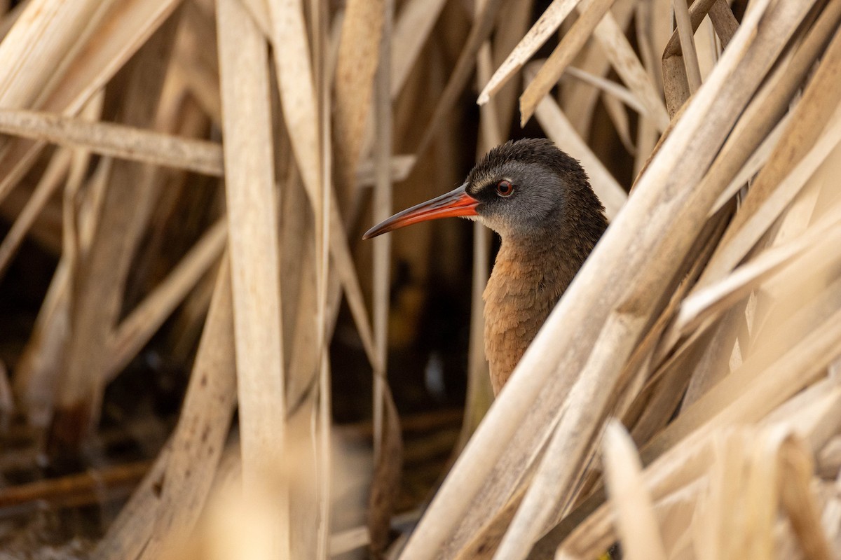 Virginia Rail - ML618462391