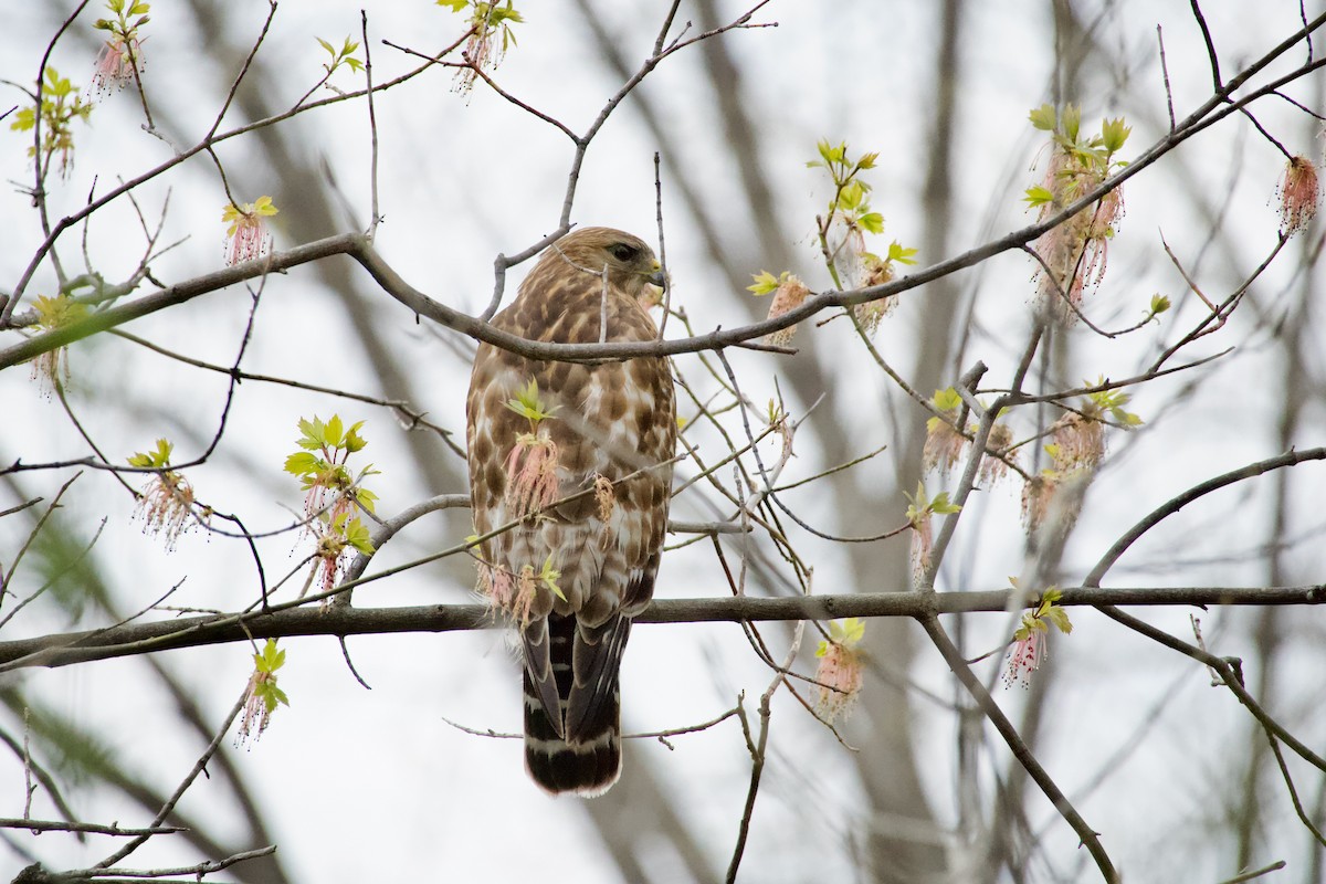 Red-shouldered Hawk - Amélie Rivet