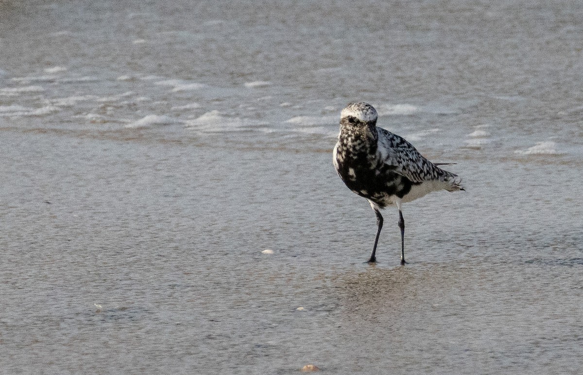 Black-bellied Plover - ML618462418