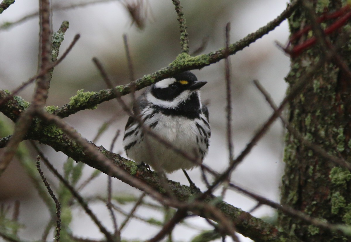 Black-throated Gray Warbler - Dan Fox