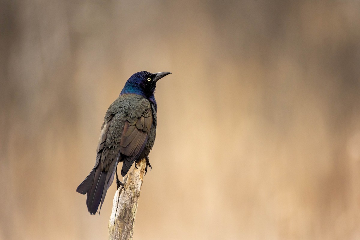 Common Grackle - ML618462462