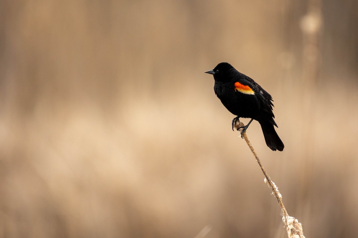 Red-winged Blackbird - Nancy Clermont