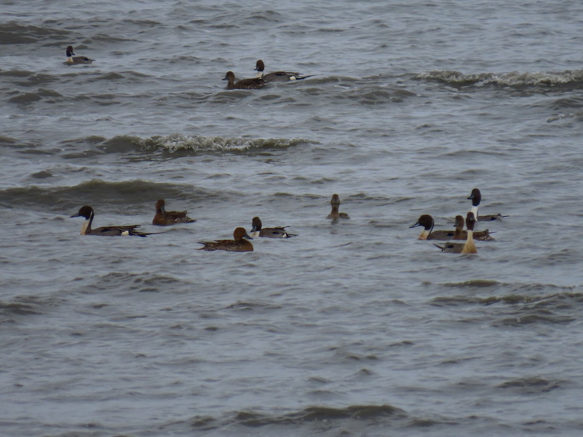 Northern Pintail - Laura Burke