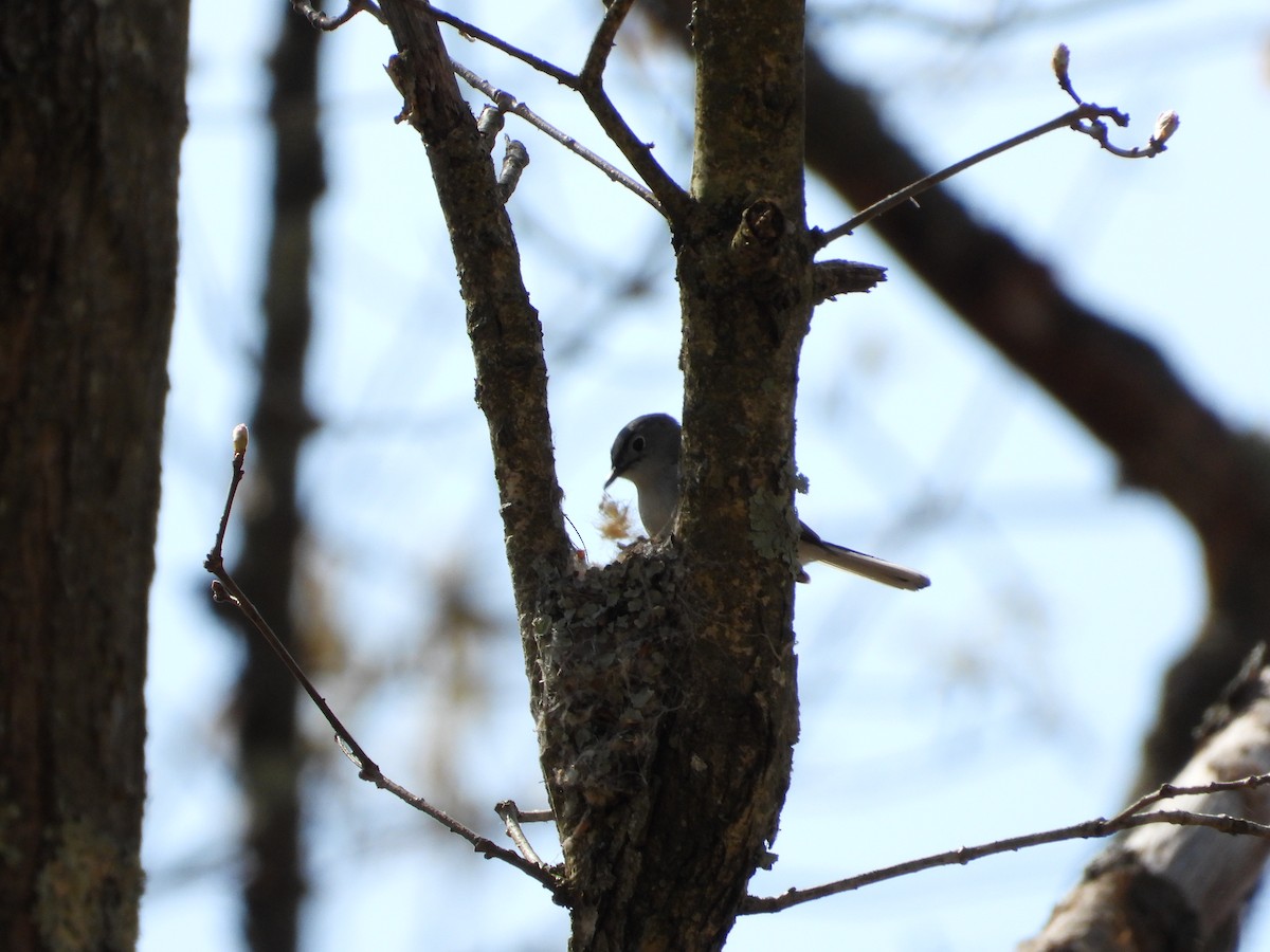 Blue-gray Gnatcatcher - Jeff Fengler