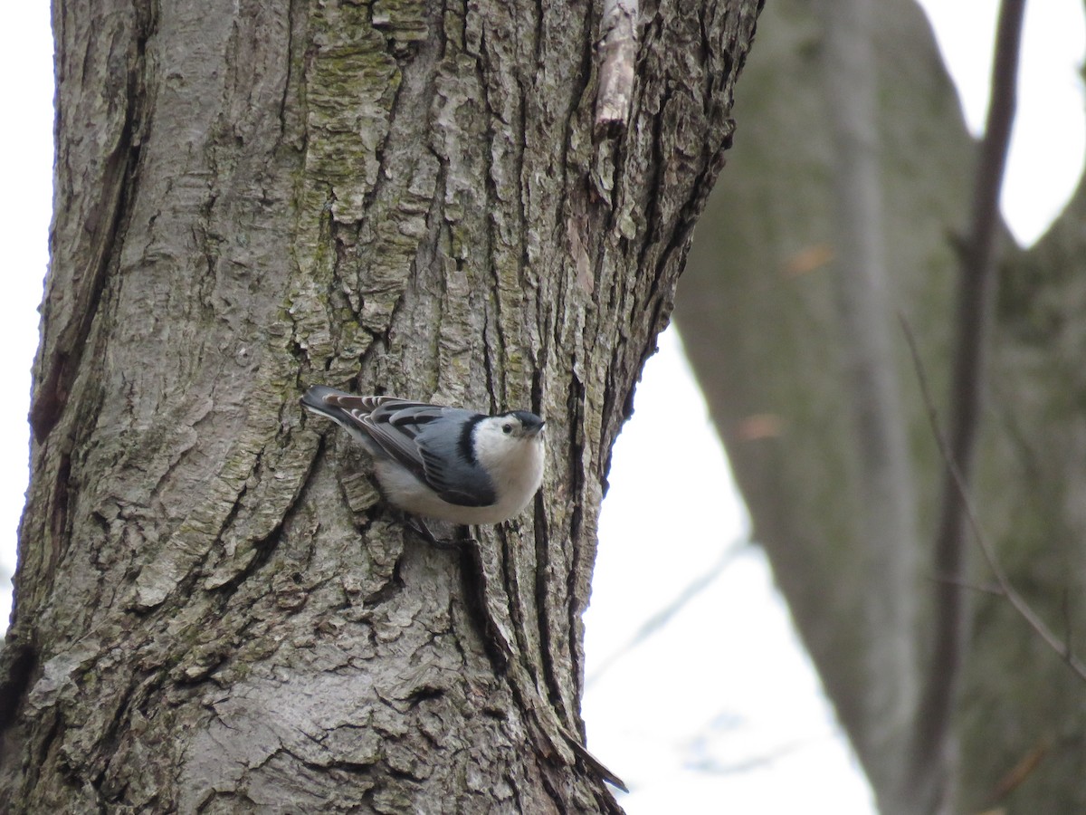 White-breasted Nuthatch - Daniel Cuerrier