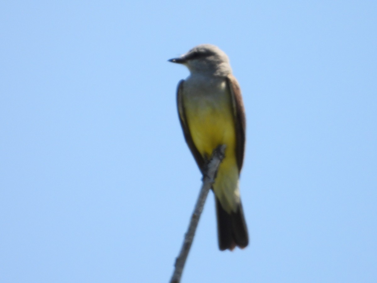 Western Kingbird - Bill Holland