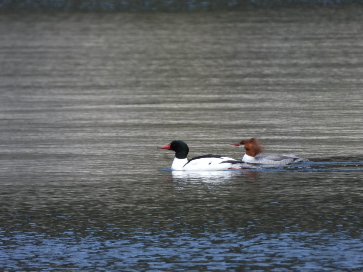 Common Merganser - ML618462594