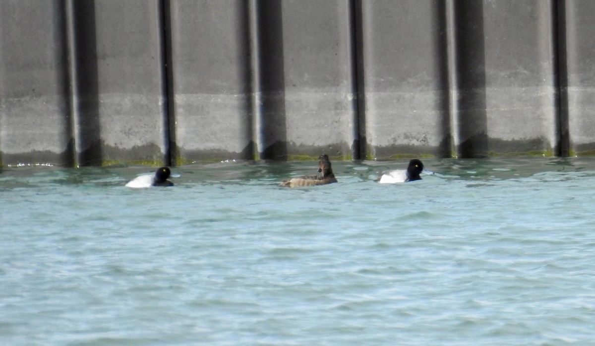 Greater/Lesser Scaup - ML618462597