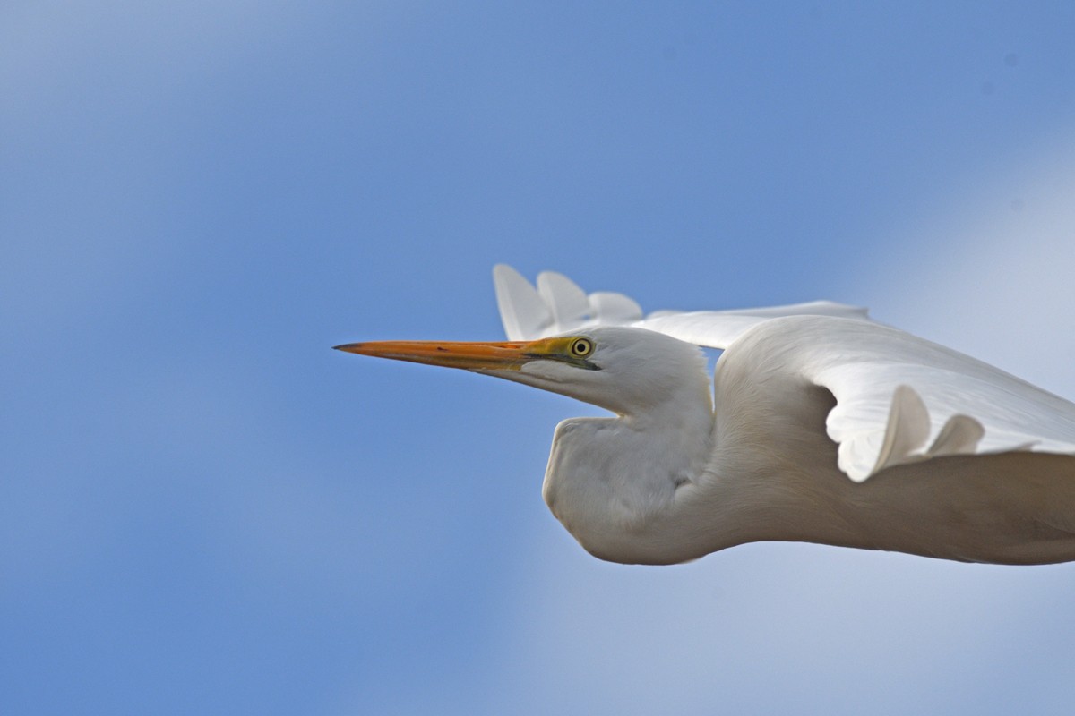 Great Egret - Philip Karstadt