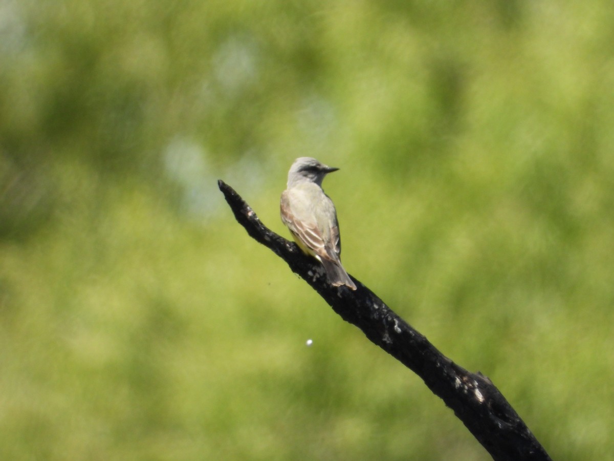 Western Kingbird - Bill Holland