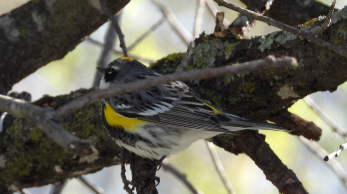 Yellow-rumped Warbler - ML618462672