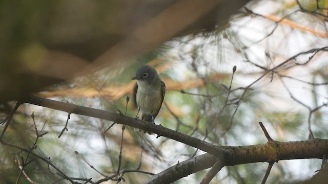 Vireo Solitario - ML618462678