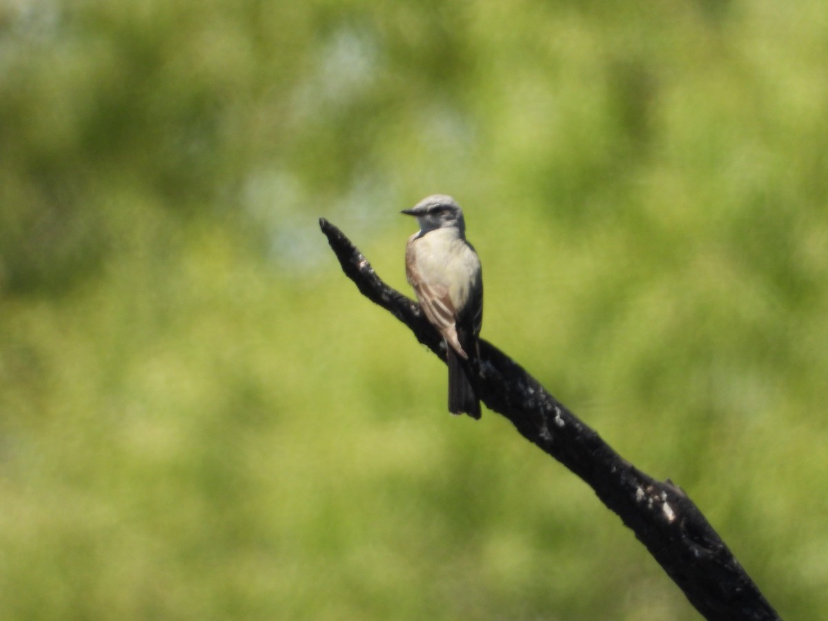 Western Kingbird - Bill Holland