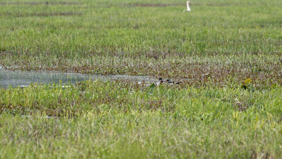 Wood Duck - ML618462707