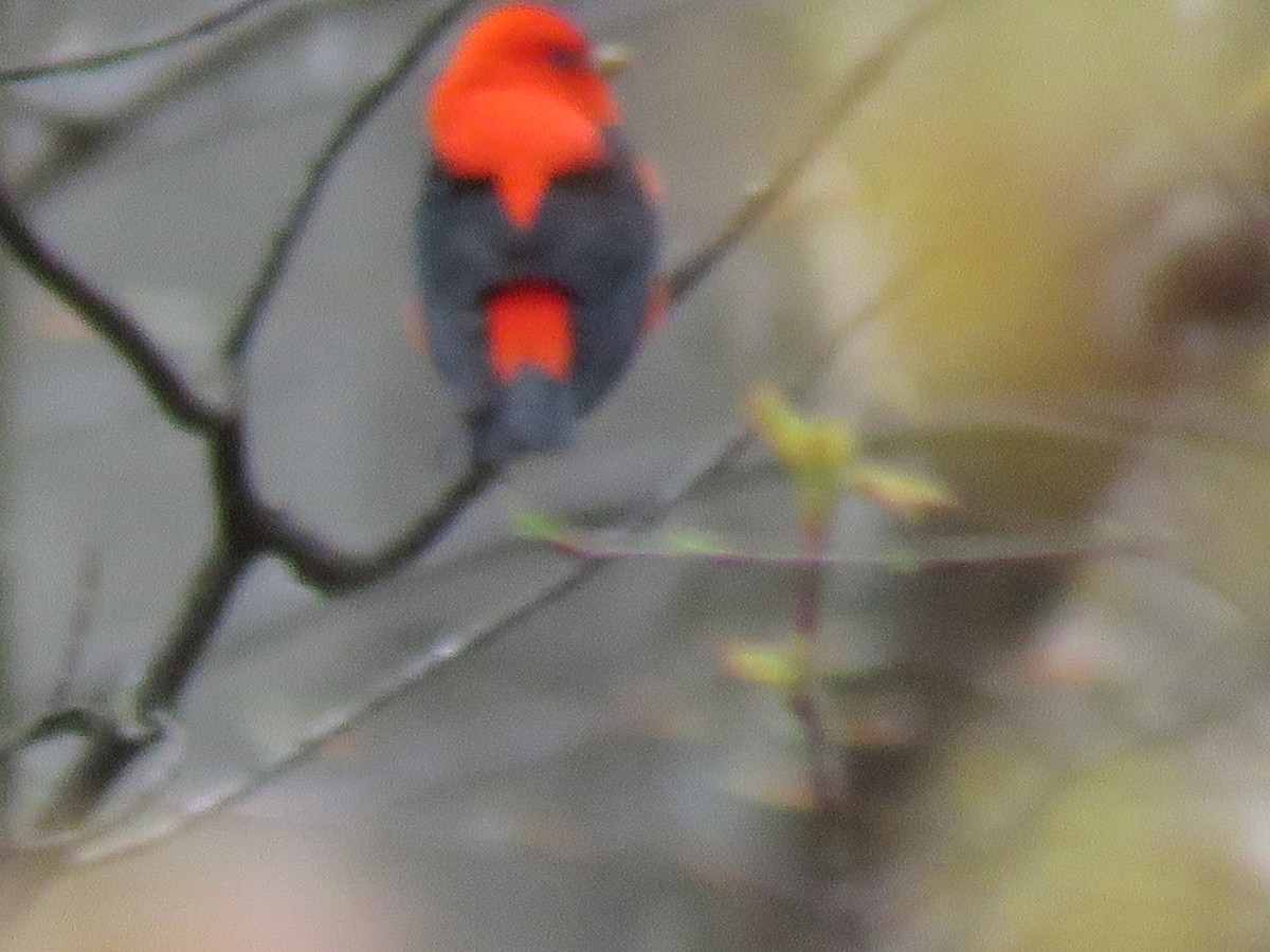 Scarlet Tanager - Daniel Cuerrier