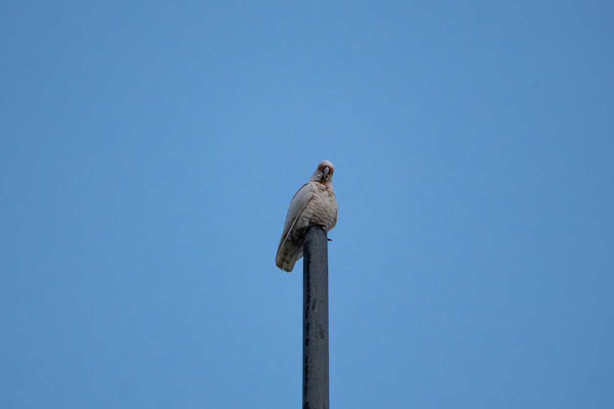 Long-billed Corella - Gary Dickson