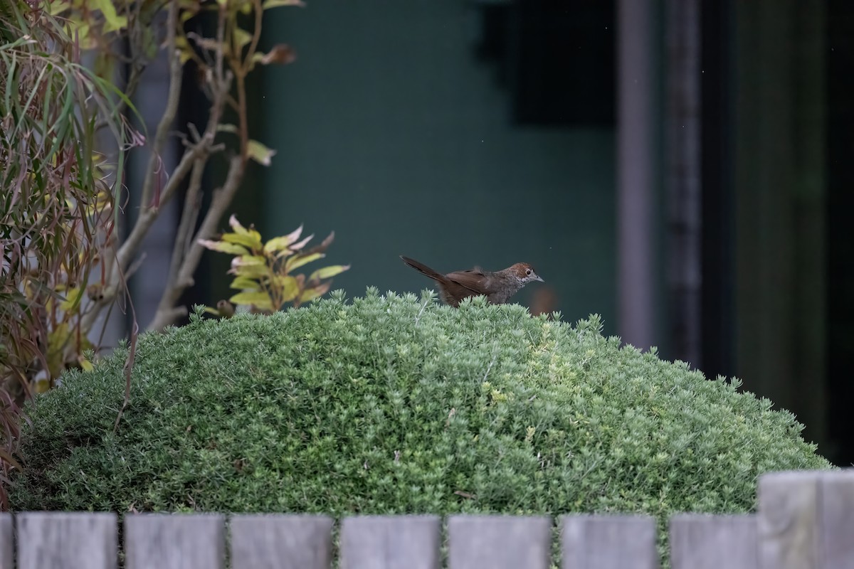 Rufous Bristlebird - Ian Shrubsole